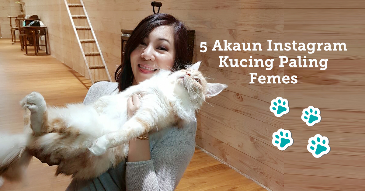 Kak Long│5 Akaun Instagram Kucing Paling Femes - EZTakaful