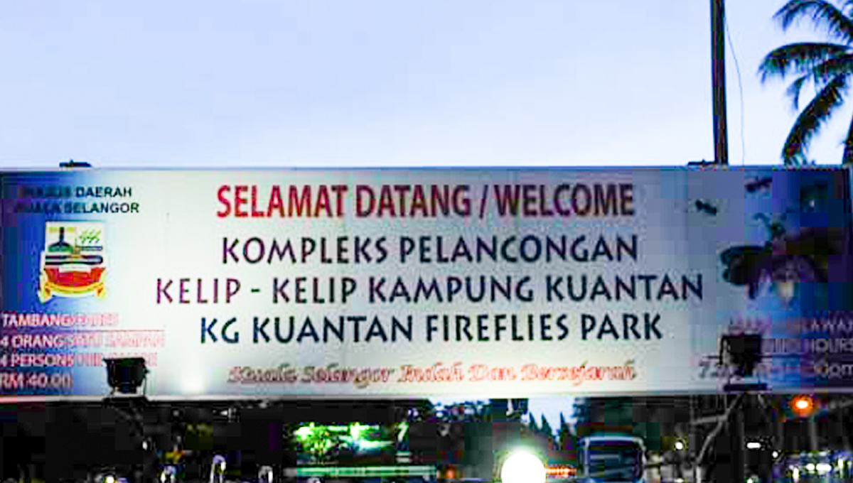 Sekinchan: Di antara Sawah Padi dan Mengejar Kelip-Kelip - EZTakaful