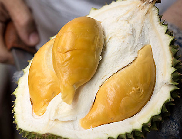 Pokok durian ioi