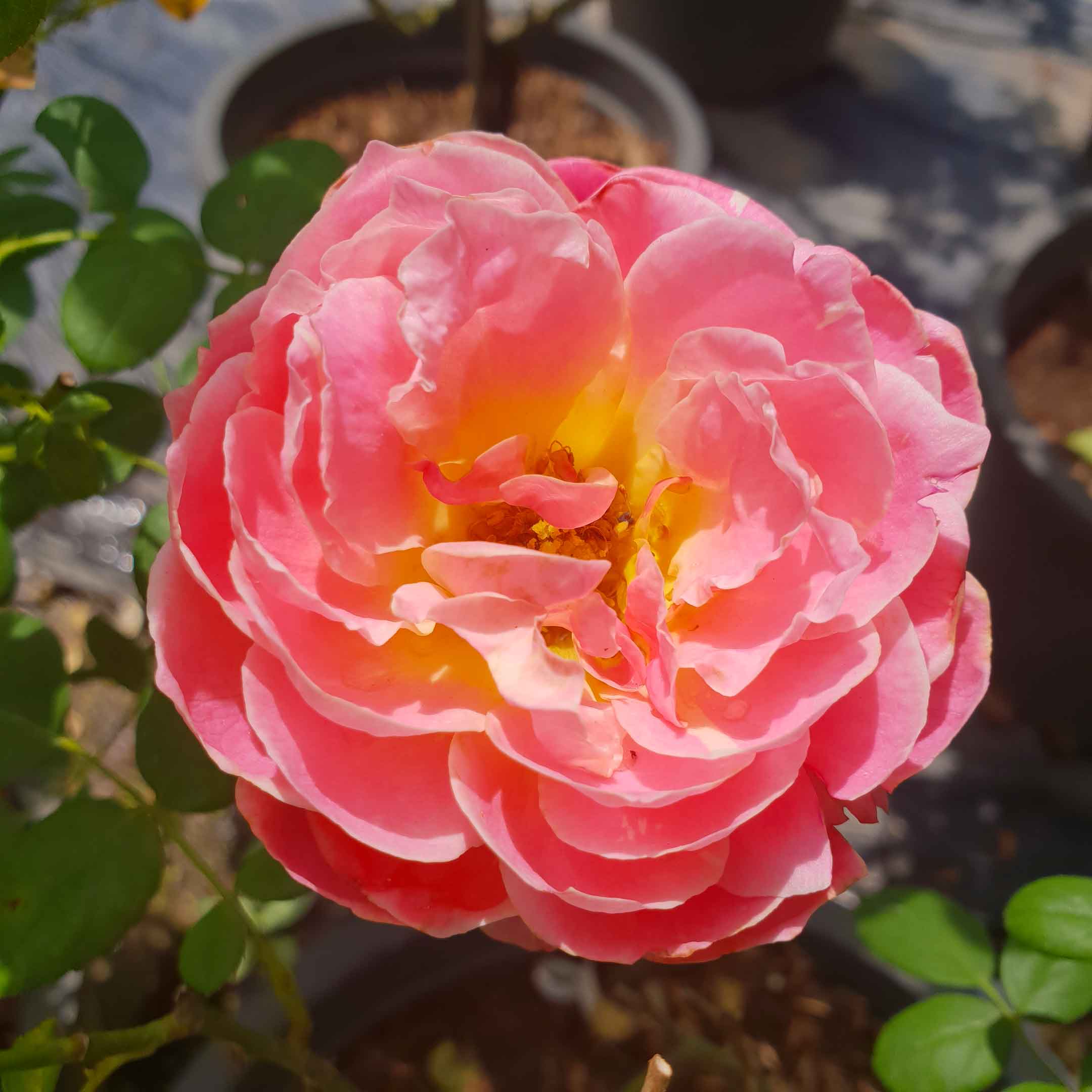 Kak Long Penggemar Bunga  English Rose  Anda Patut Tengok Ni 